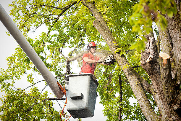 Best Tree Disease Treatment  in Dilworthtown, PA